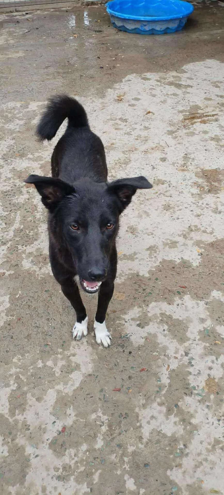 Camilla — Mixed Breed