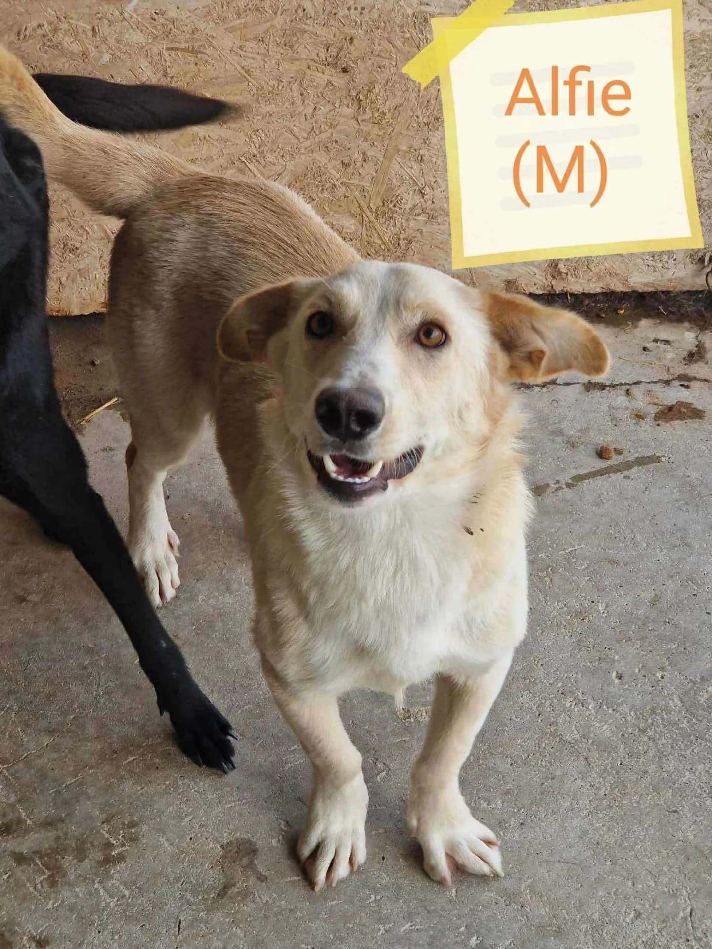 Alfie — Mixed Breed