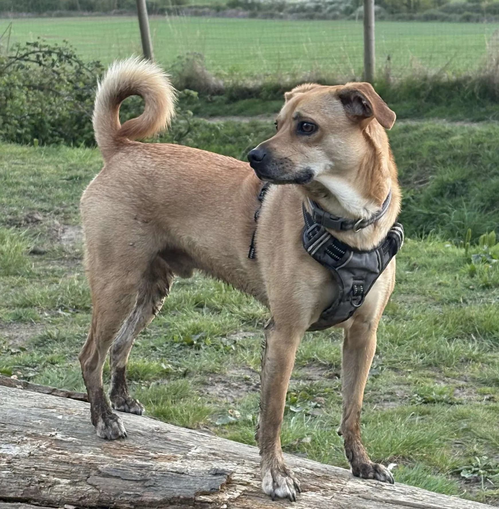 Jack — Mixed Breed