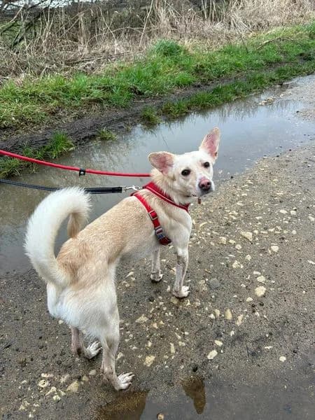 Frankie — Mixed Breed