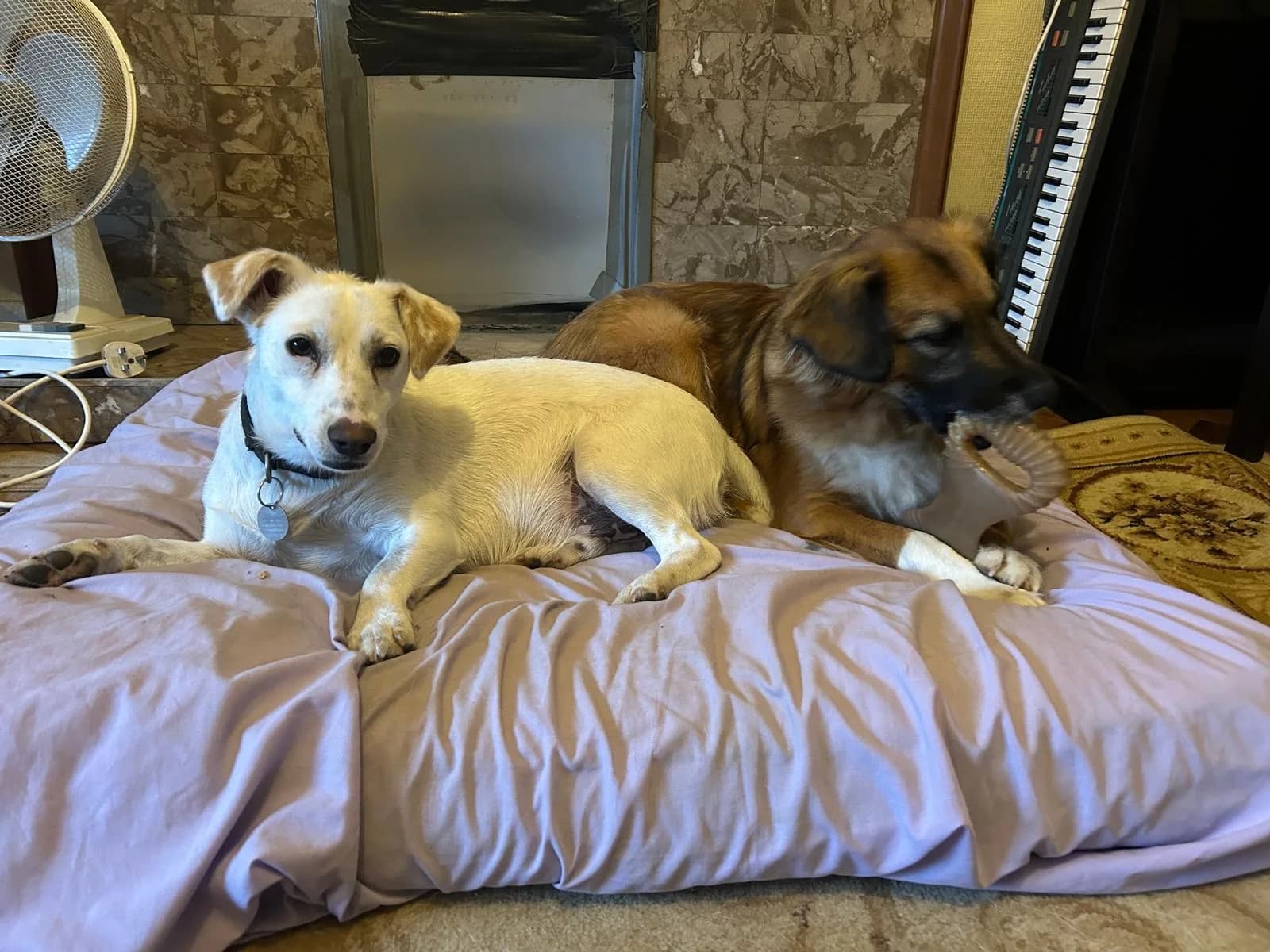 Chance — Mixed Breed