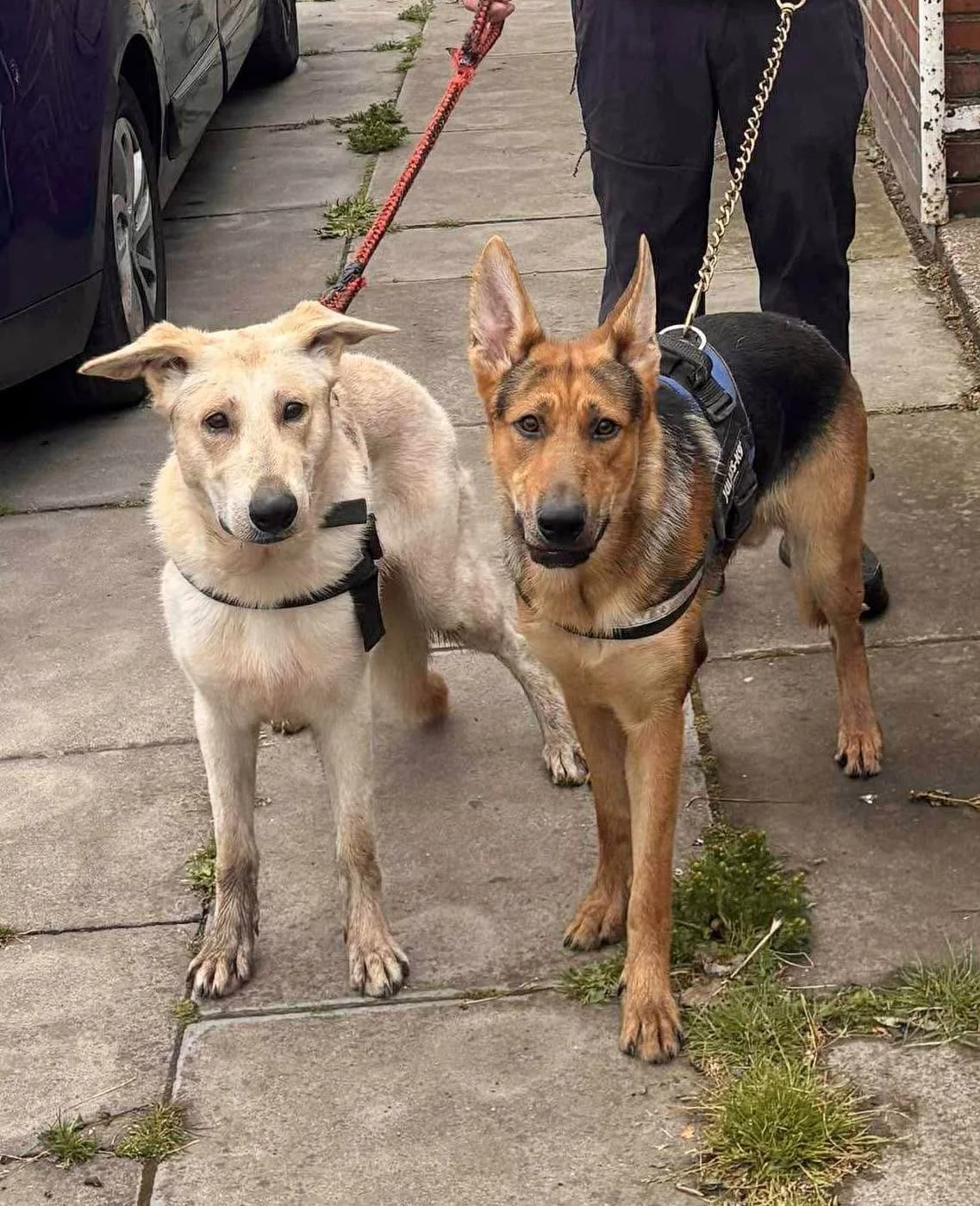 Chance and Dexter — German Shepherd Crosses