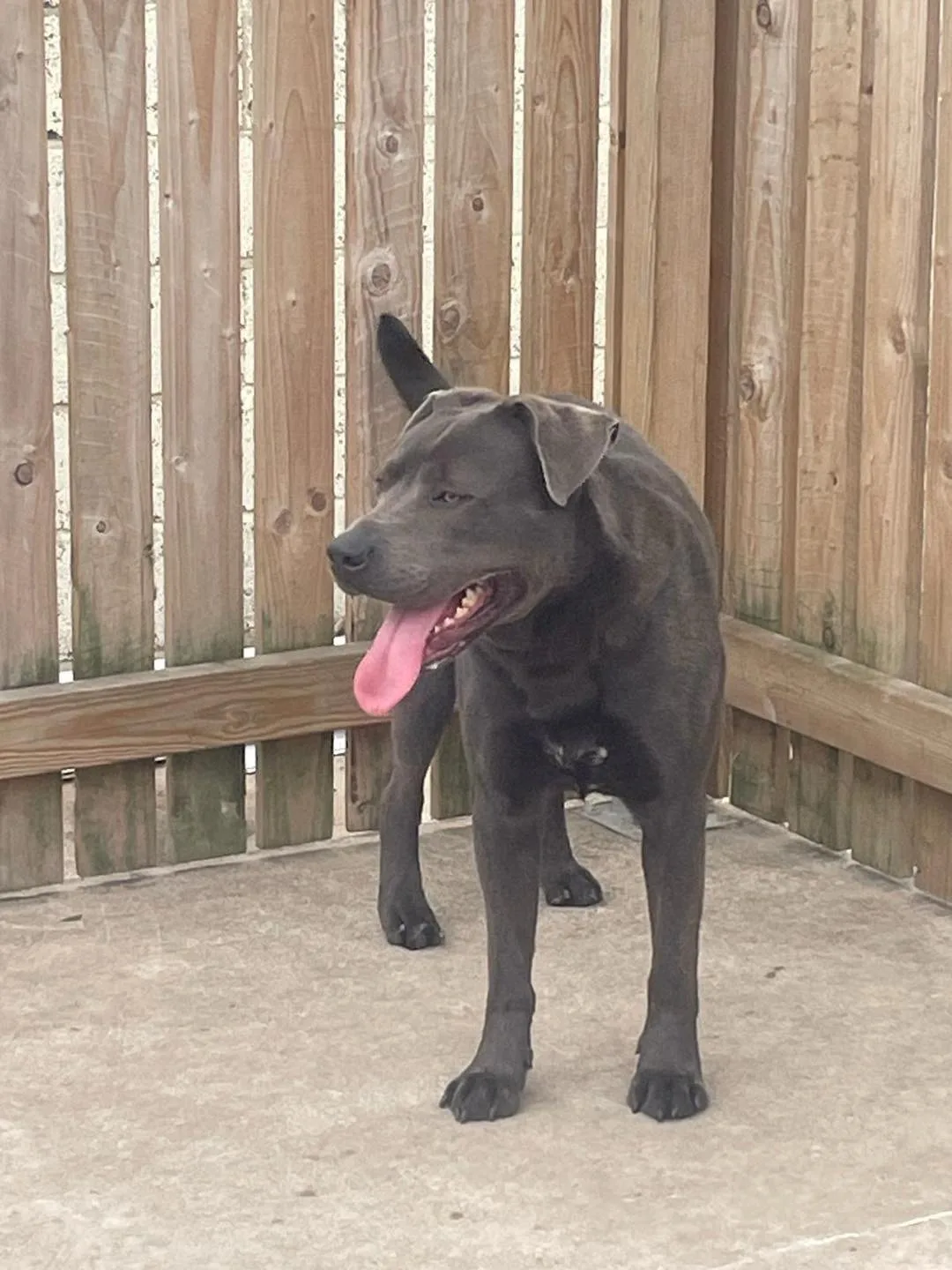 Drew — Staffordshire Bull Terrier Cross Cane Corso