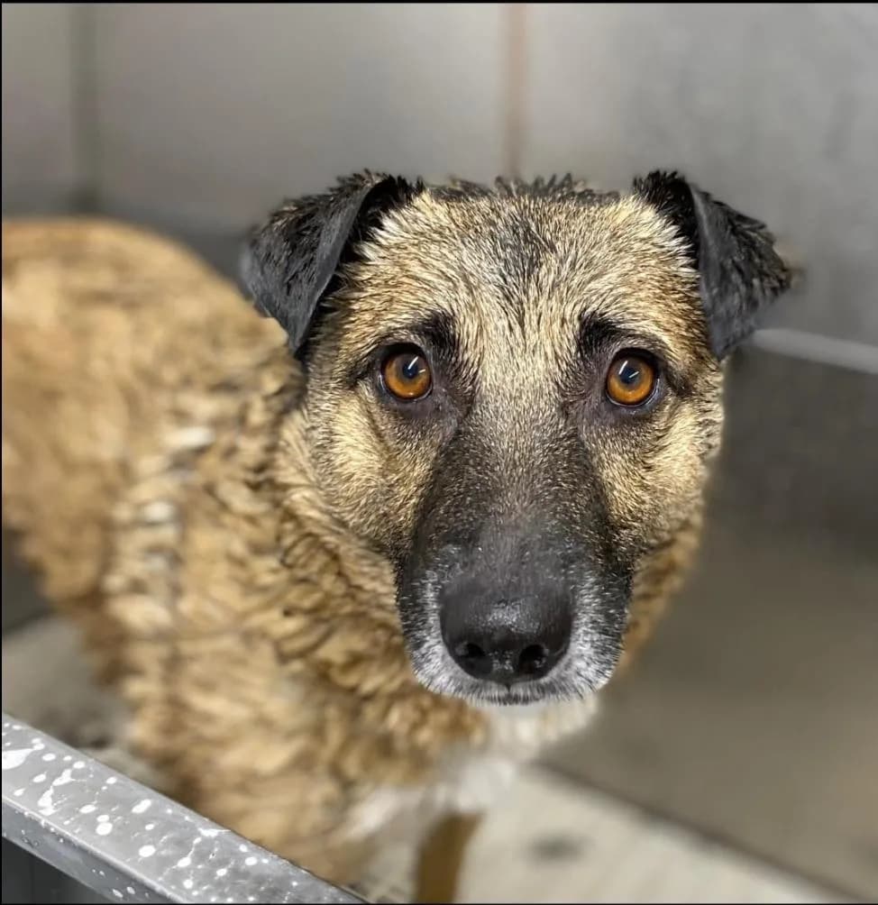 Jakob — Mixed Breed