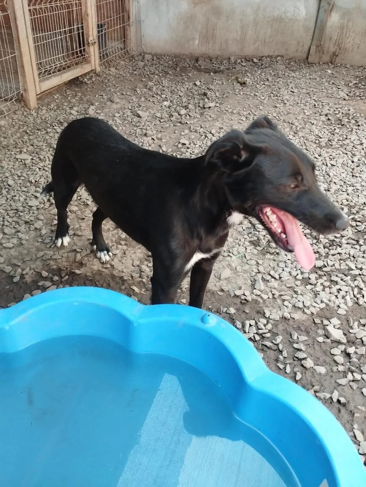 Rupert — Mixed Breed