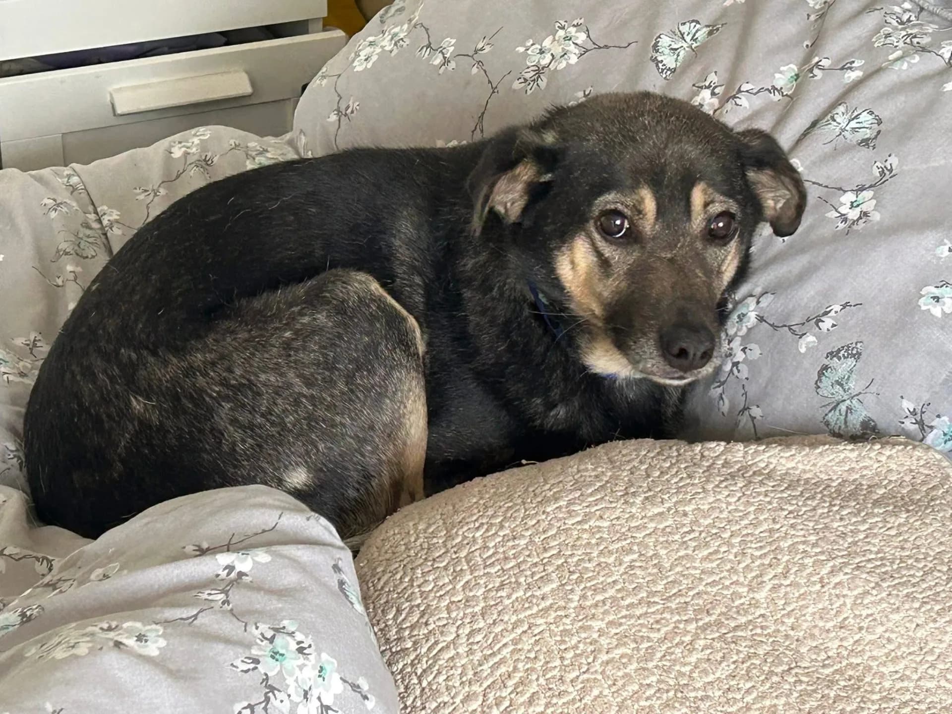 Joey — Mixed Breed