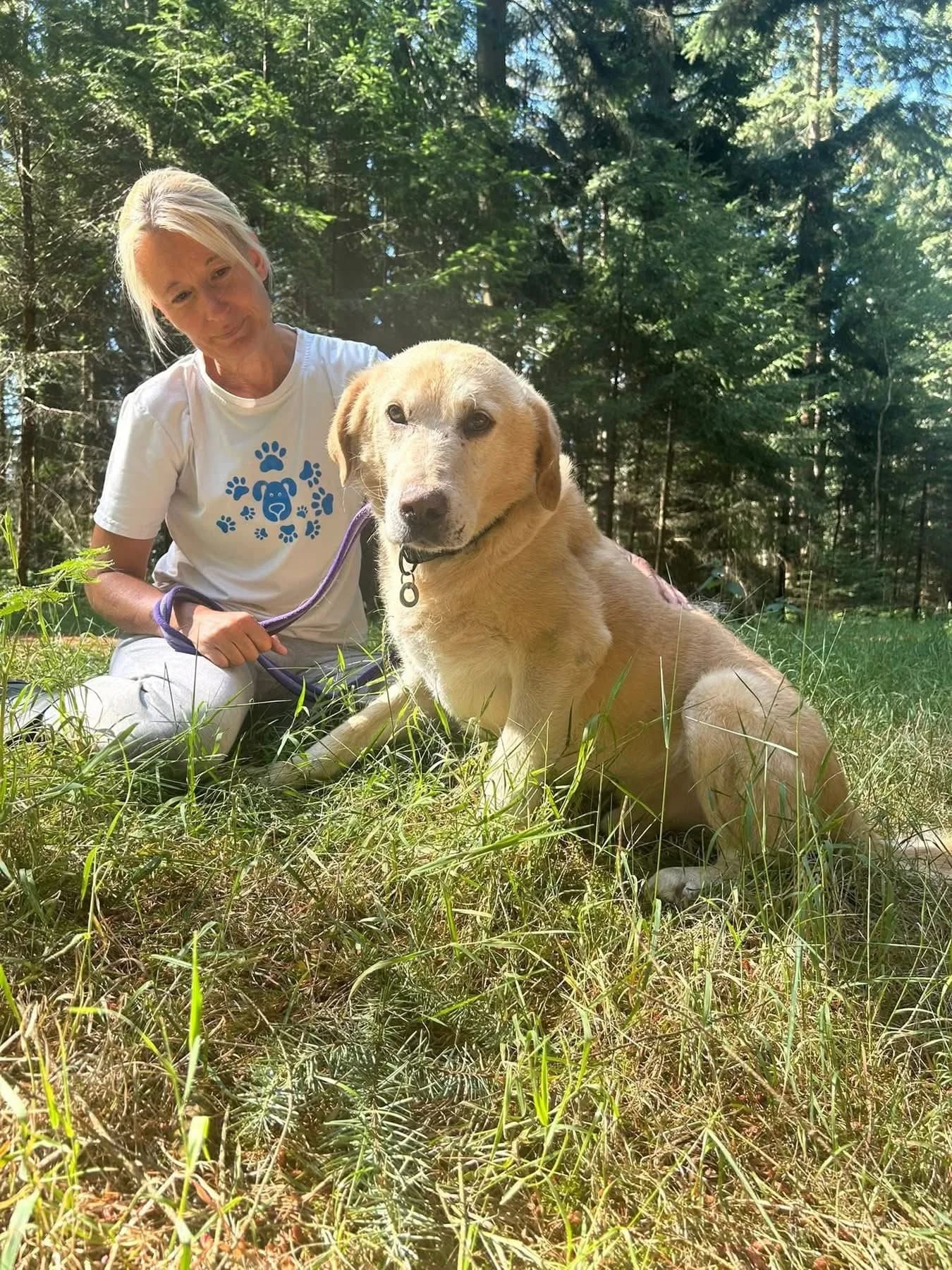 Rupert — Labrador Retriever