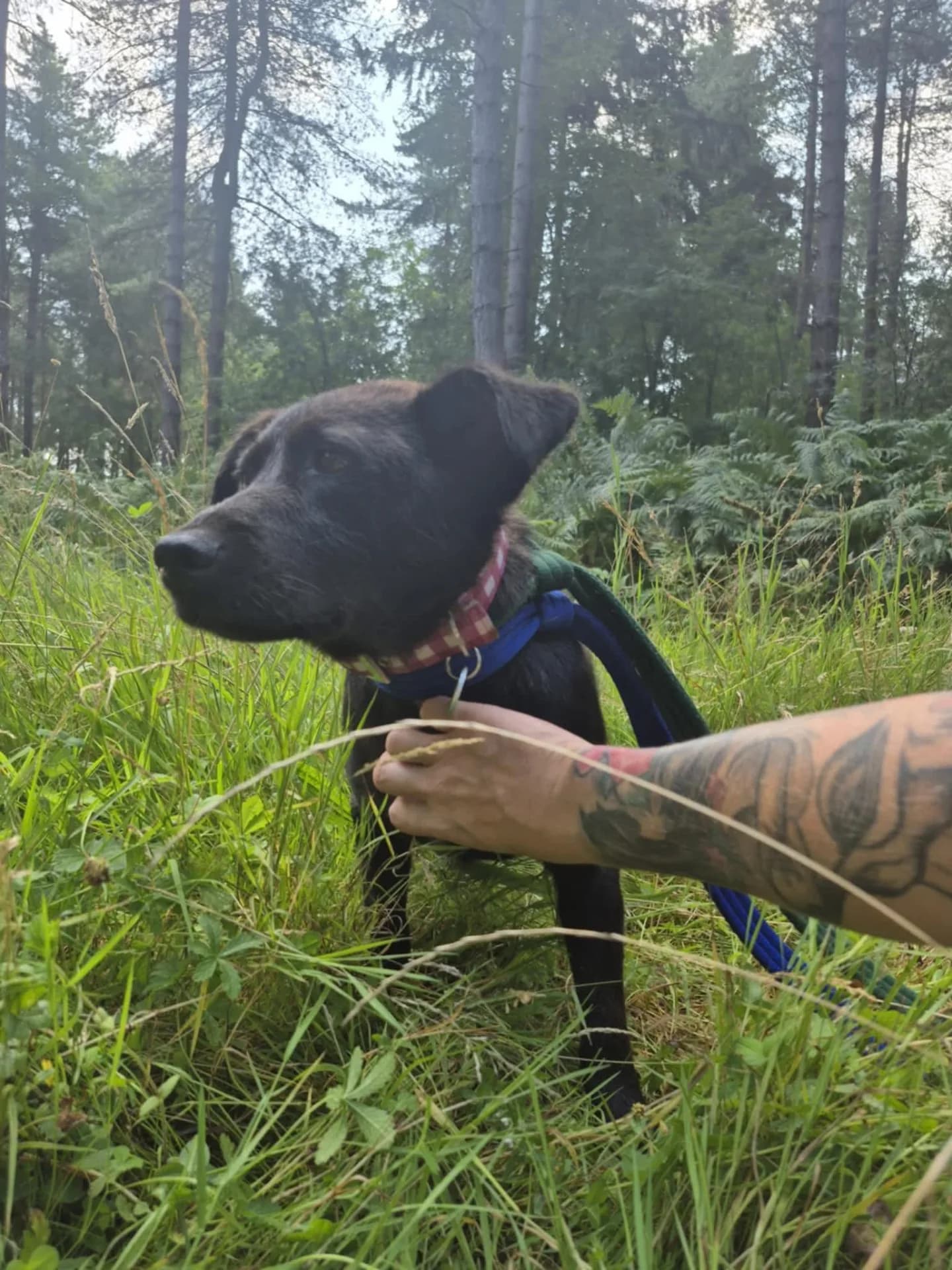 Blossy — Mixed Breed