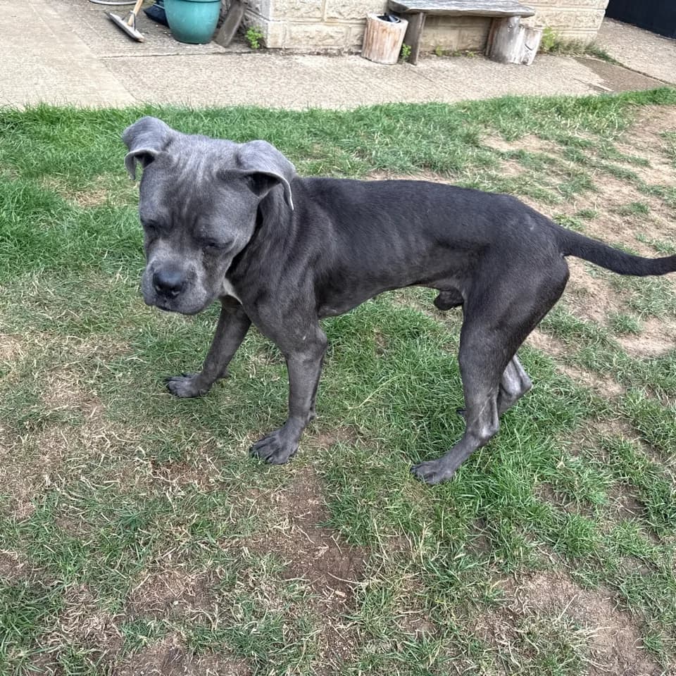 Ozzie — Mixed Breed