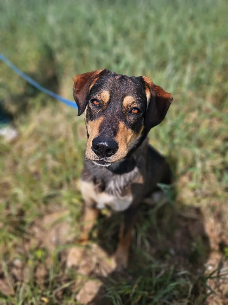 Vasilis — Mixed Breed