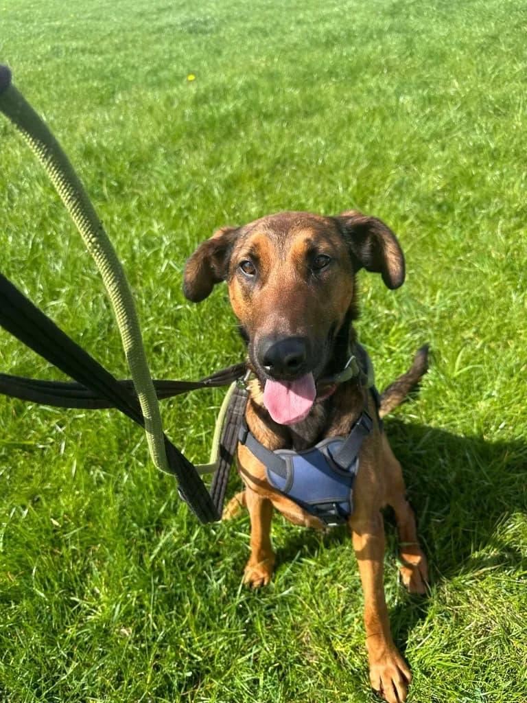 Carrie — Mixed Breed