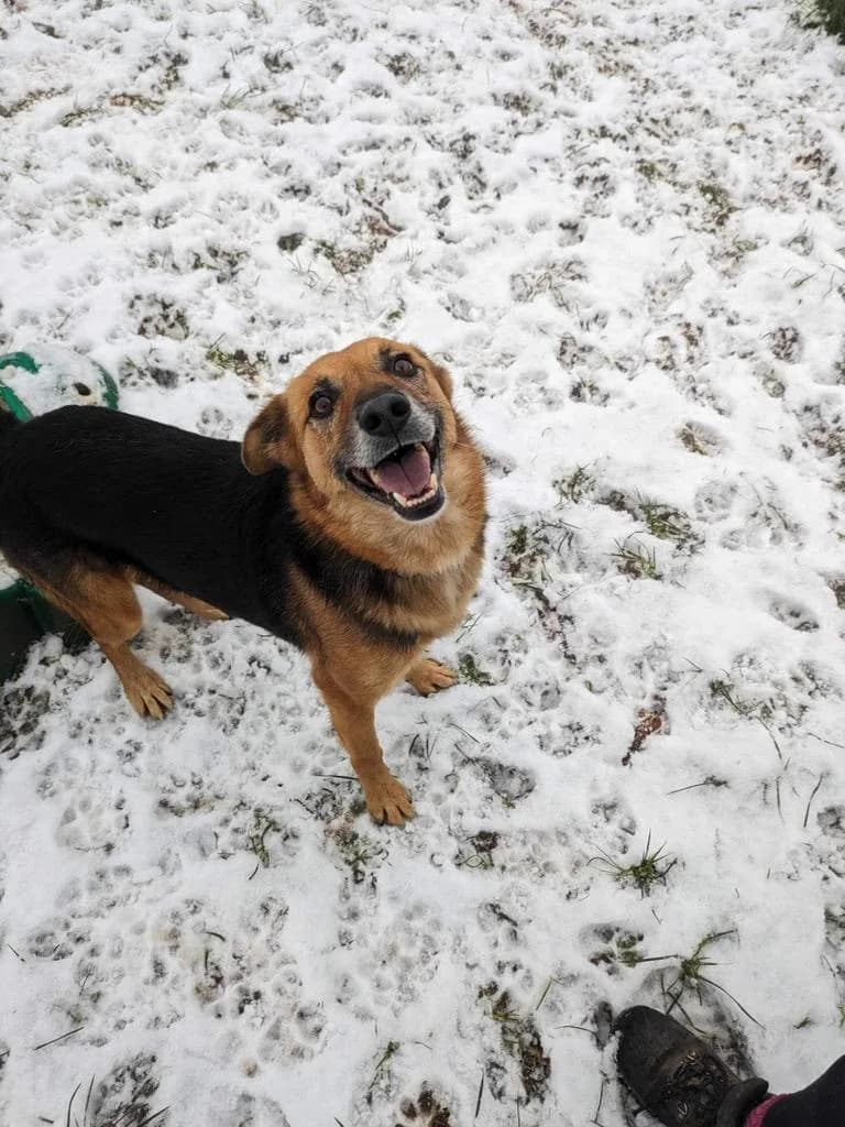 Star — Mixed Breed