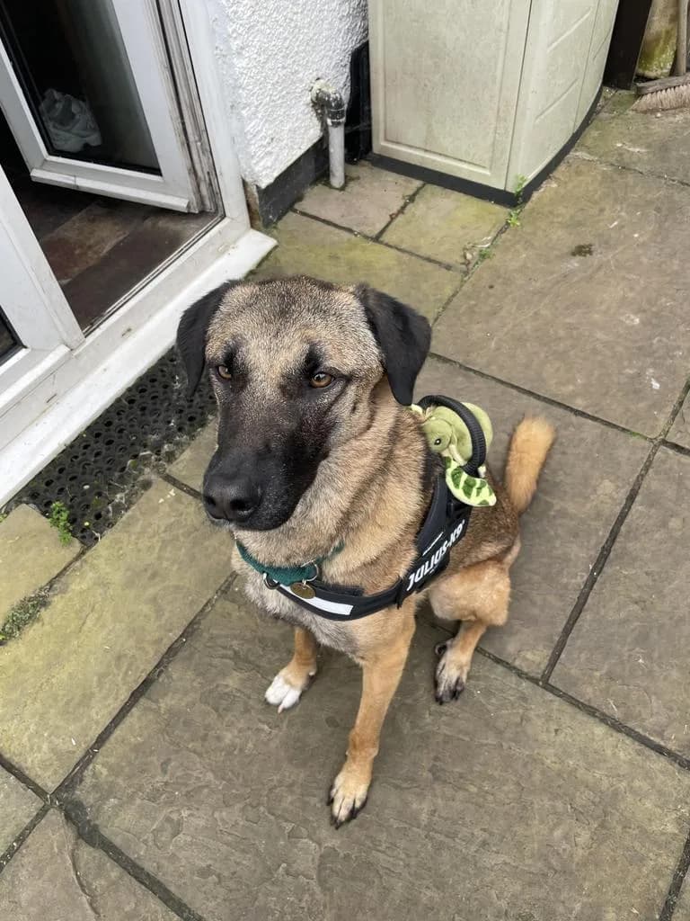 Pickle — Mixed Breed