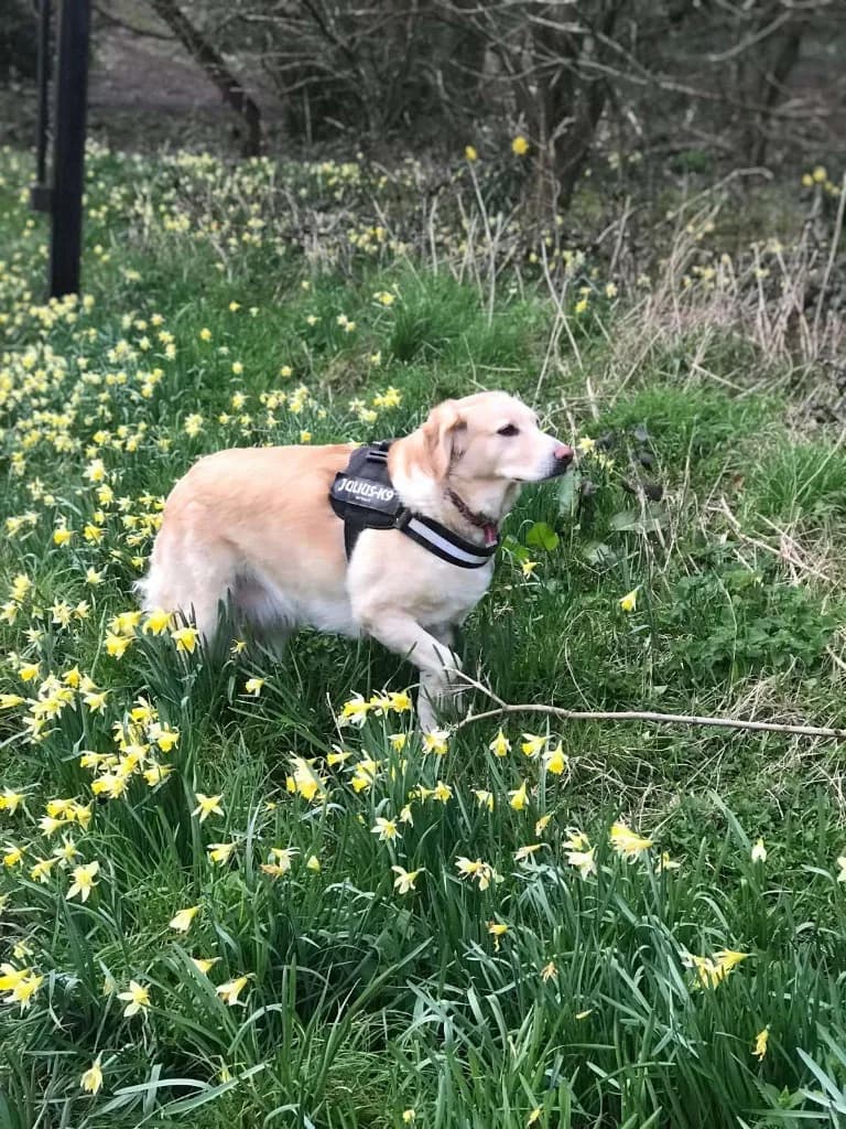 Honey — Mixed Breed