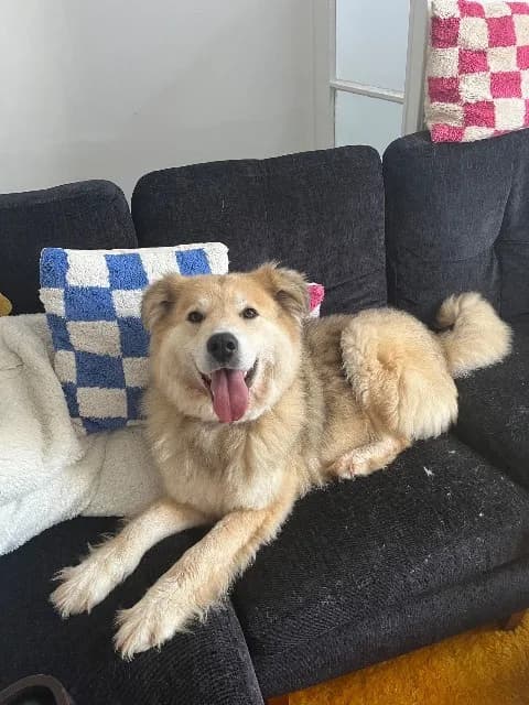 Paddy — Shepherd Cross