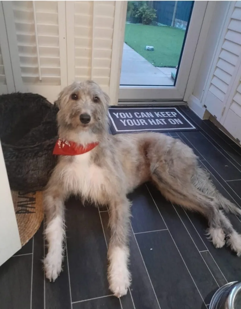 Merlin — Mixed Breed