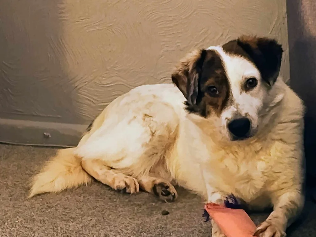 Patch — Mixed Breed