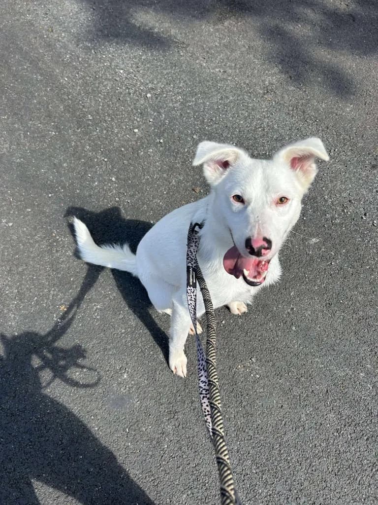 Goose — Mixed Breed