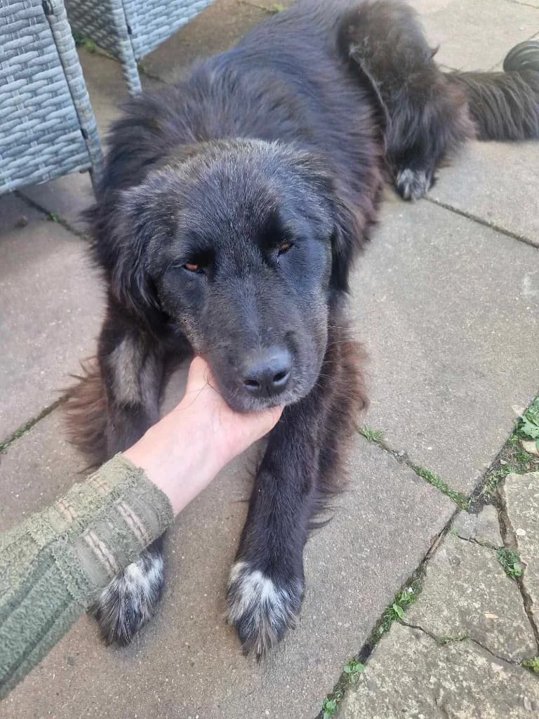 Bryony — Mixed Breed