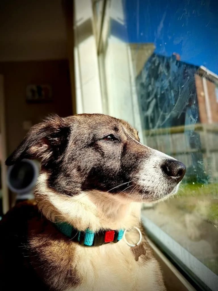 Bella — Mixed Breed