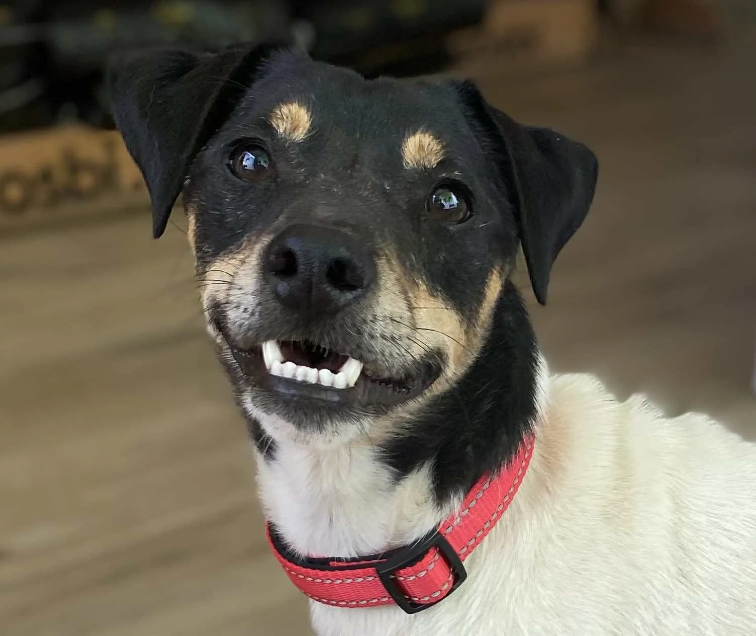 Callum — Mixed Breed