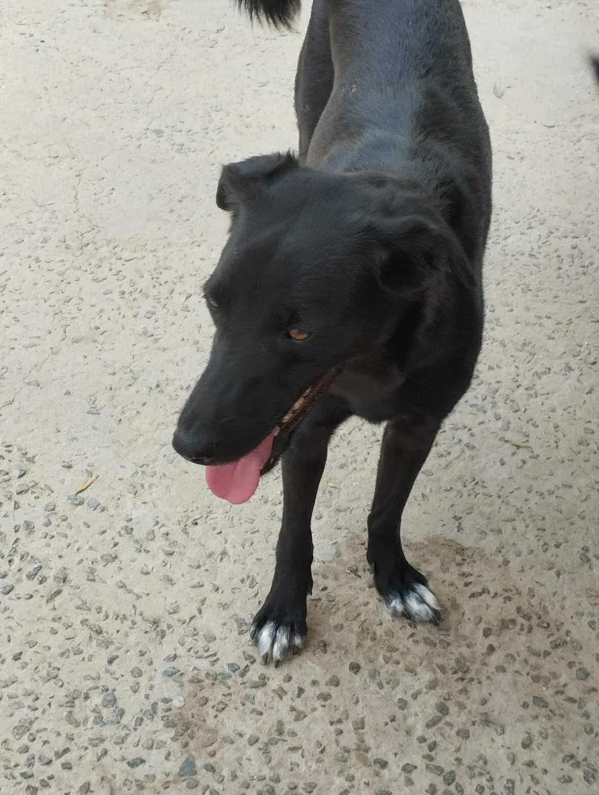 Joey — Mixed Breed