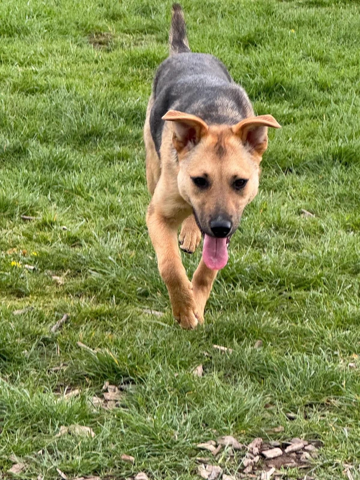 Lucy — Mixed Breed