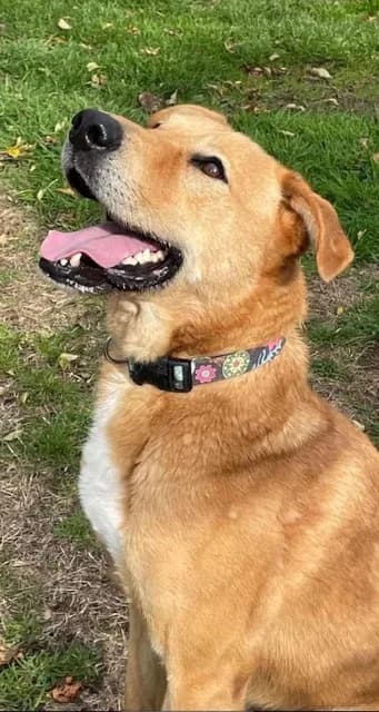 Alber’ — Mixed Breed