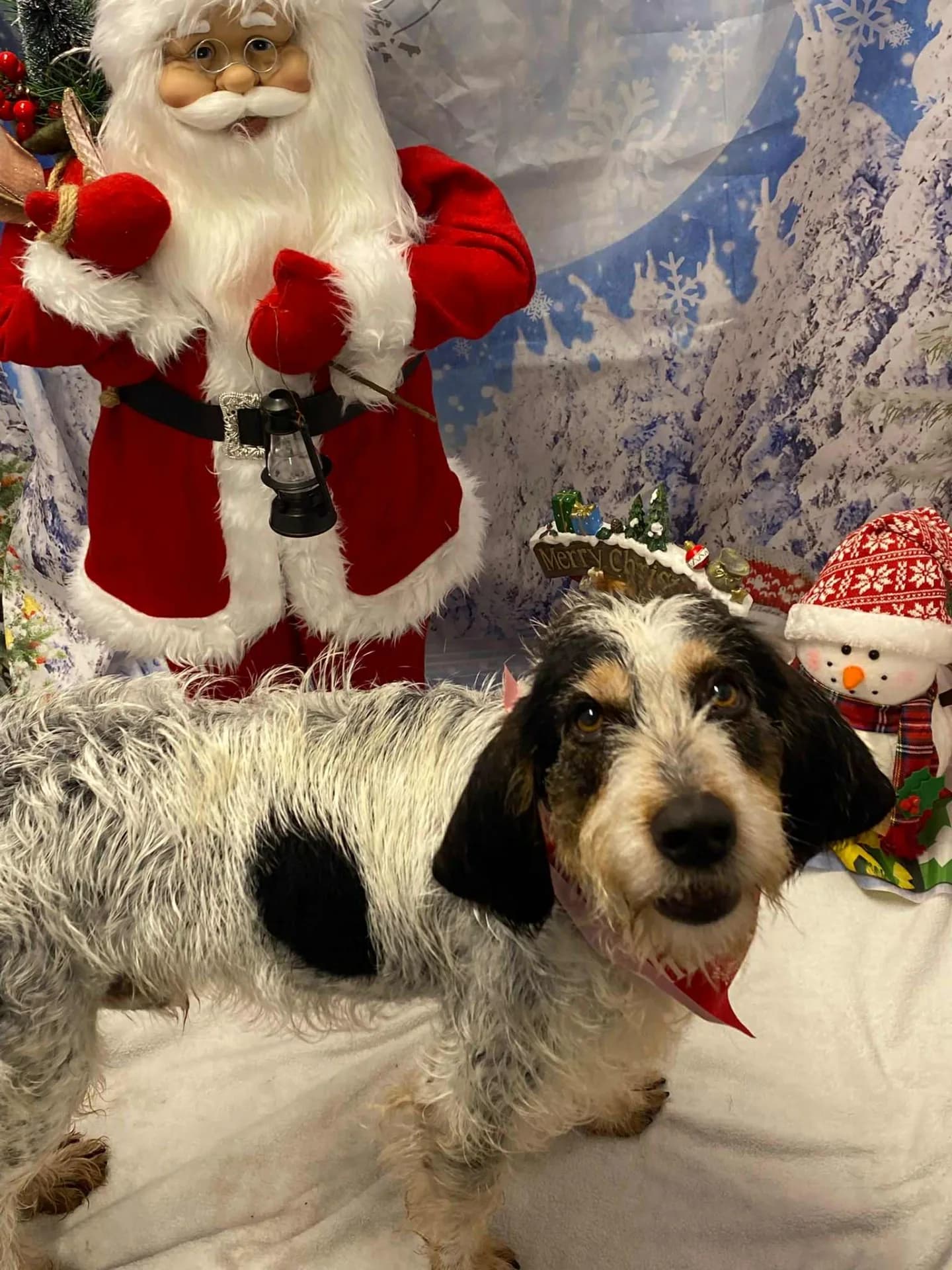 Chispa — Griffon Cross