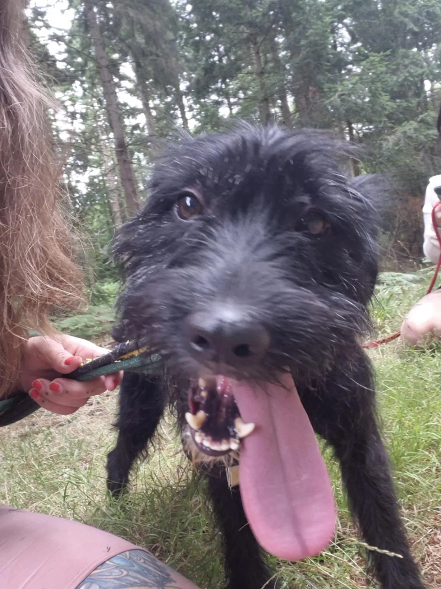 Micky — Mixed Breed