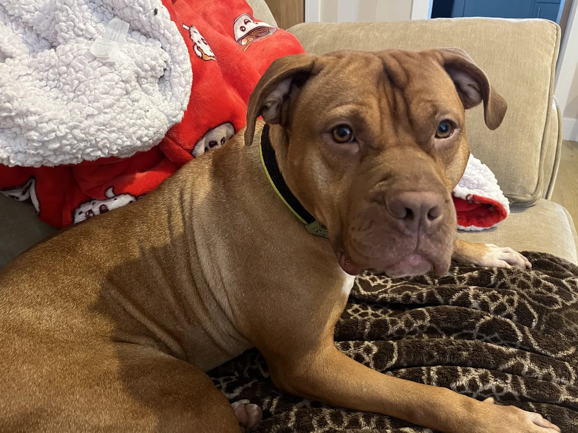 Dorris — American Bulldog Cross