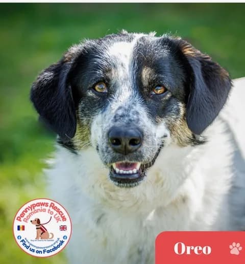 Oreo — Mixed Breed