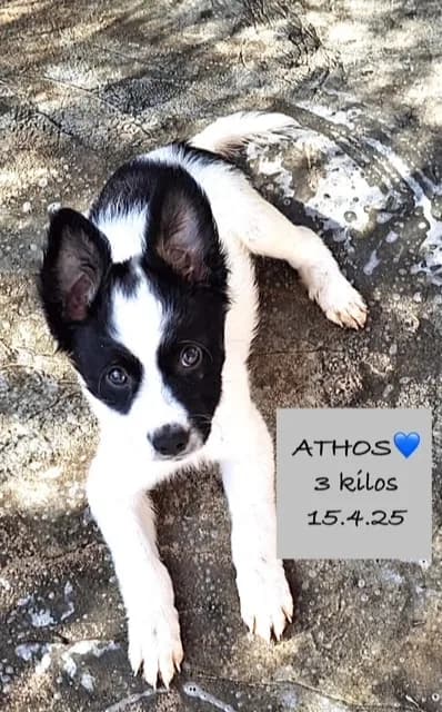 Athos — Mixed Breed