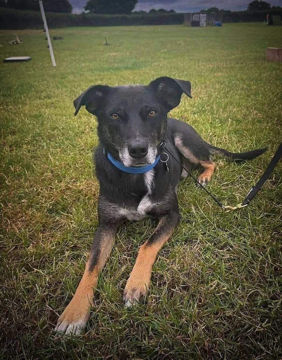 Bailee — Mixed Breed