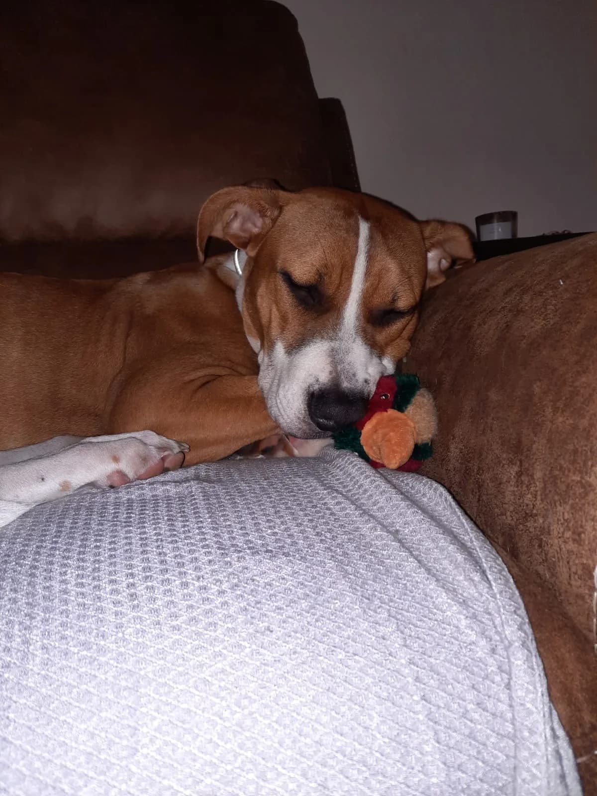 Kalli — Mixed Breed