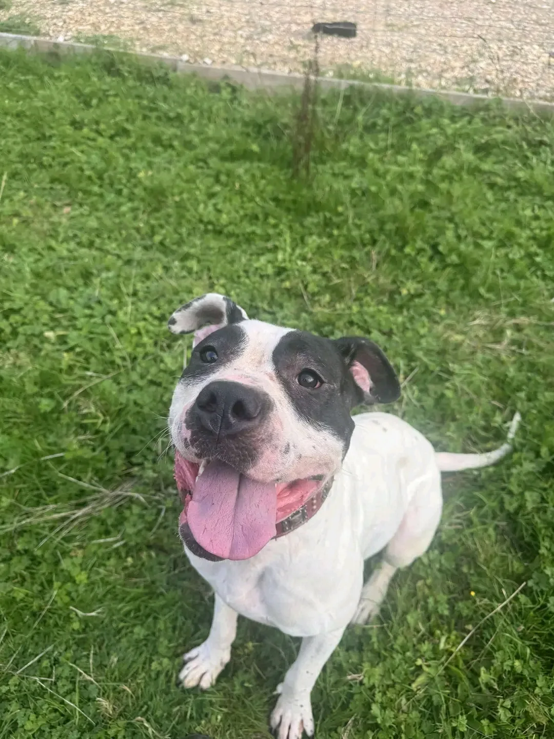 Patch — Mastiff Cross