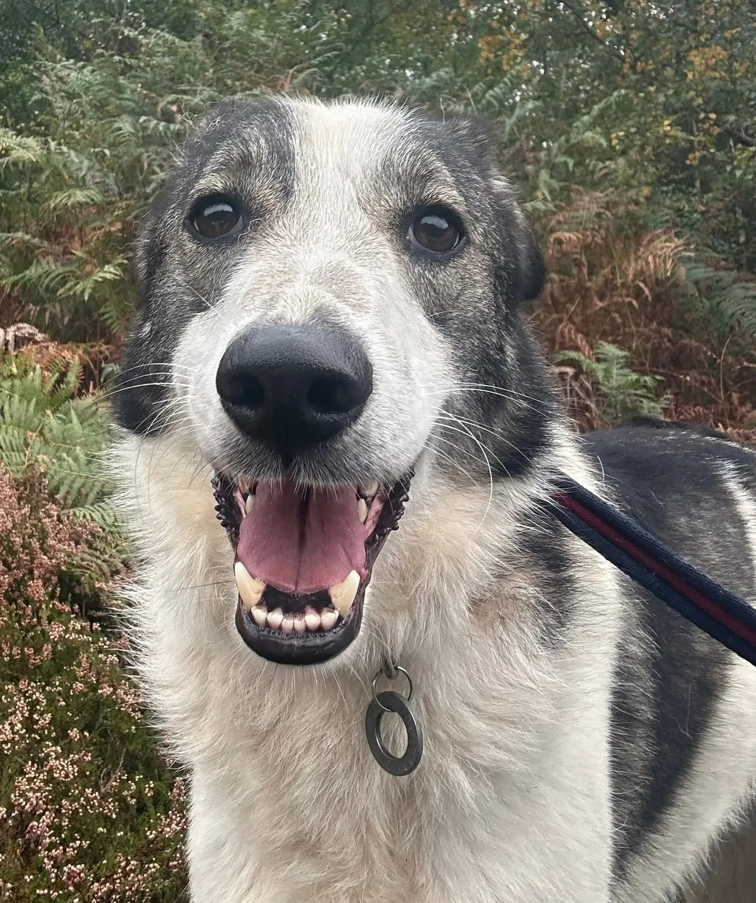 Matteo — Mixed Breed