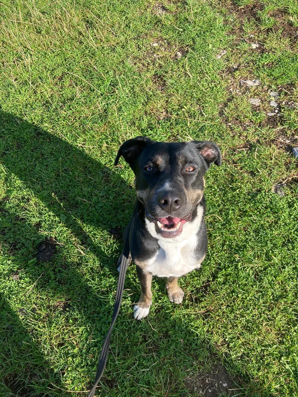 Bramble — Mixed Breed