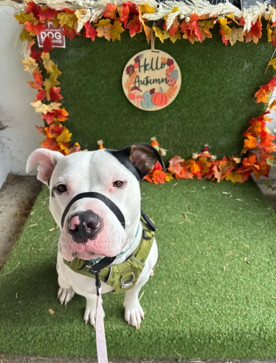 Percy — Mixed Breed