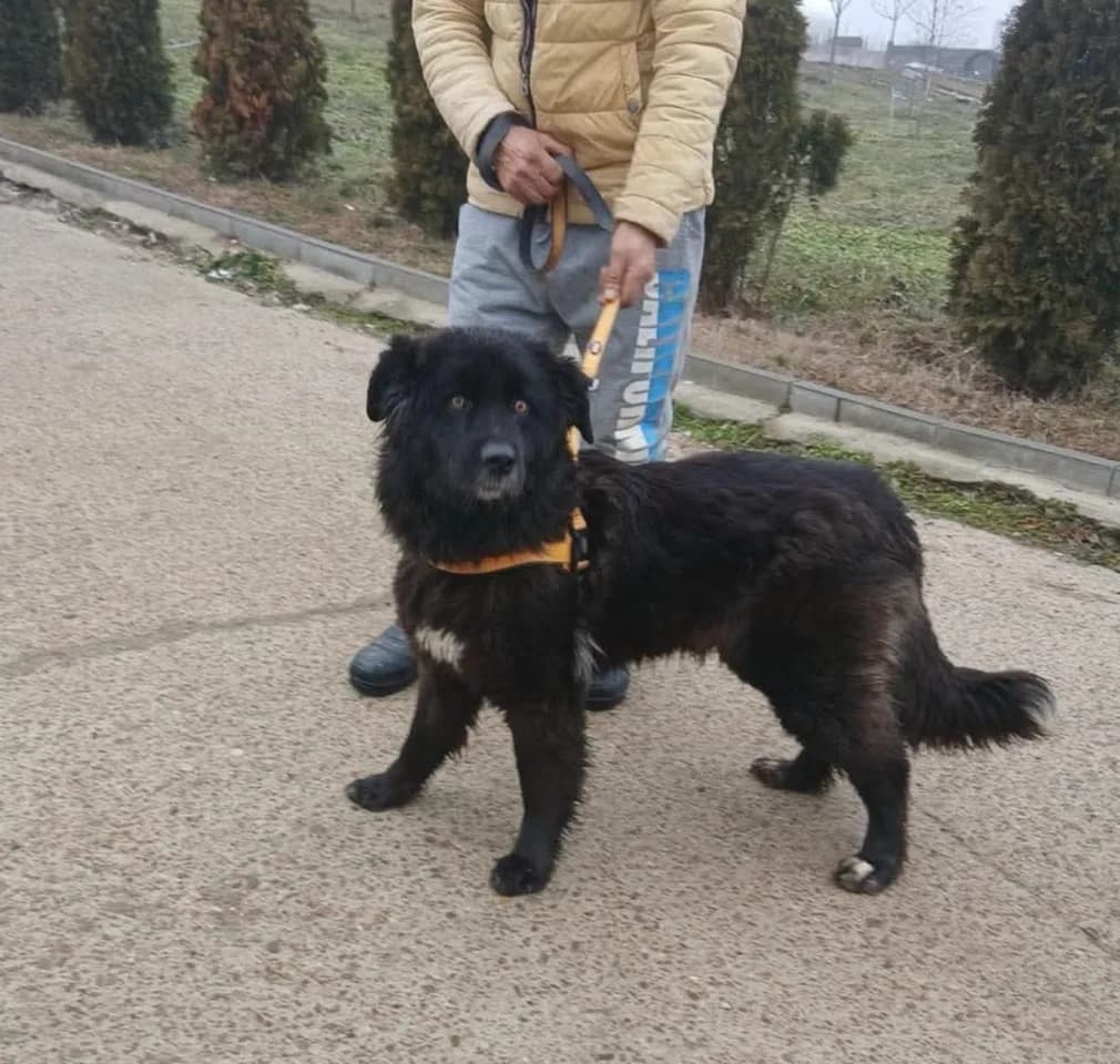 Georgia — Mixed Breed