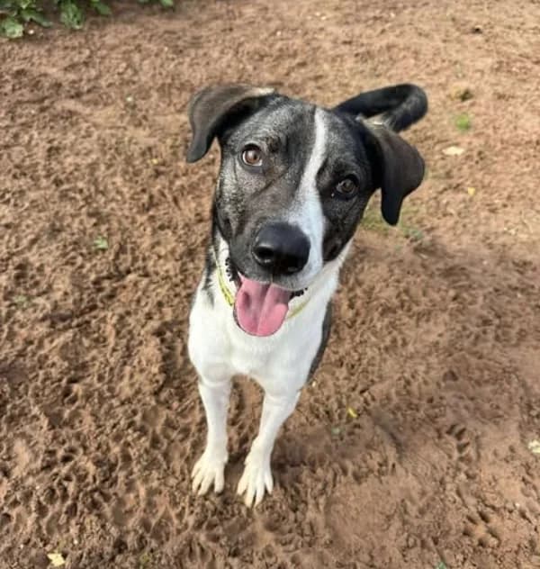 Skye — Mixed Breed