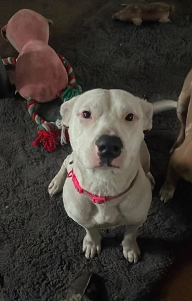 Aria — Staffordshire Bull Terrier Cross