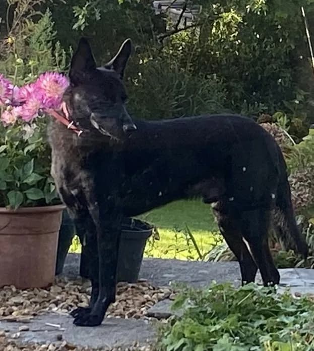 Pango — Mixed Breed