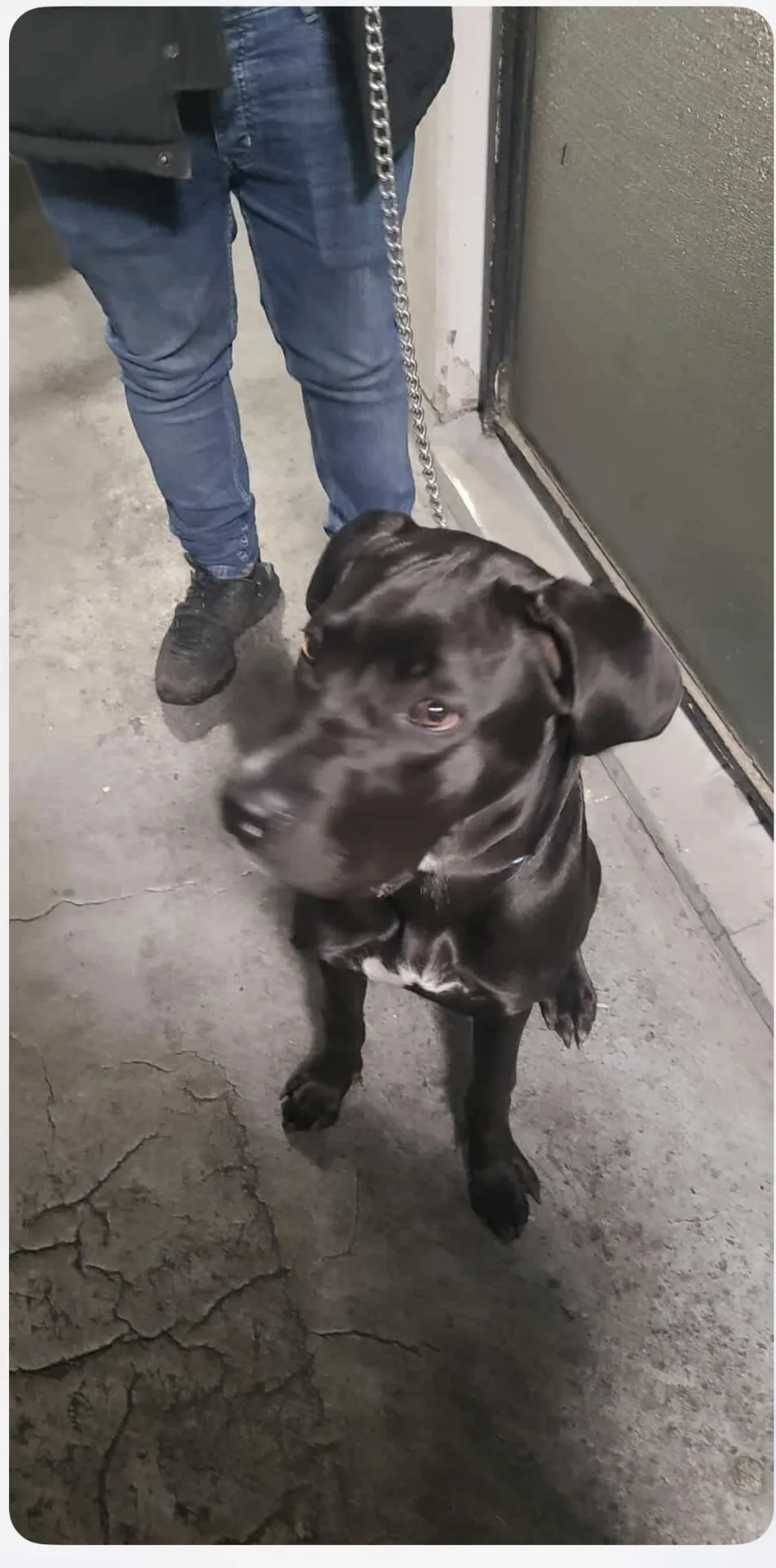 Zena — Mixed Breed