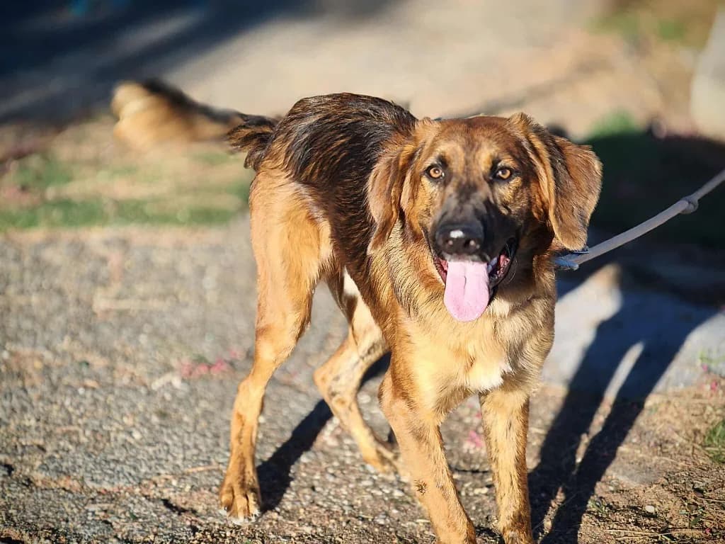 Bustic — Mixed Breed