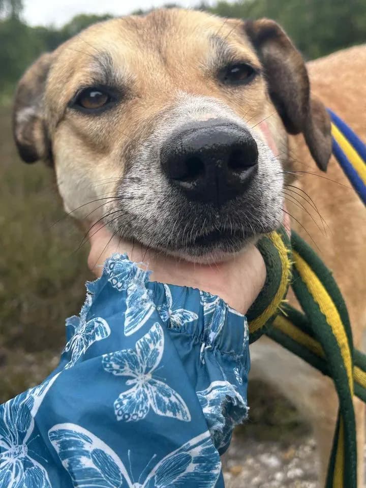 Sara — Mixed Breed