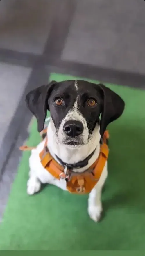 Jasper — Pointer Cross