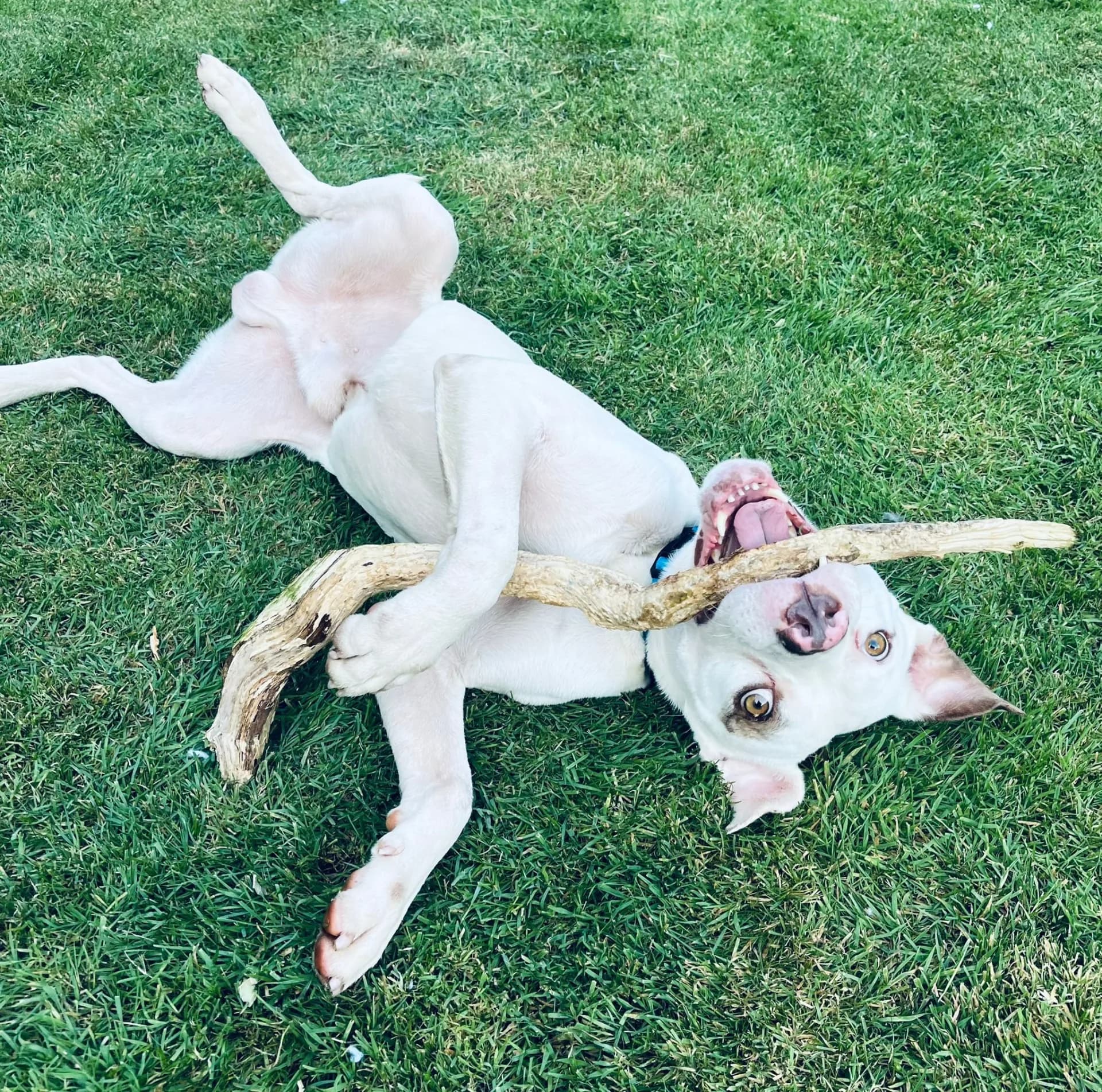 Lenny — American Bulldog Cross