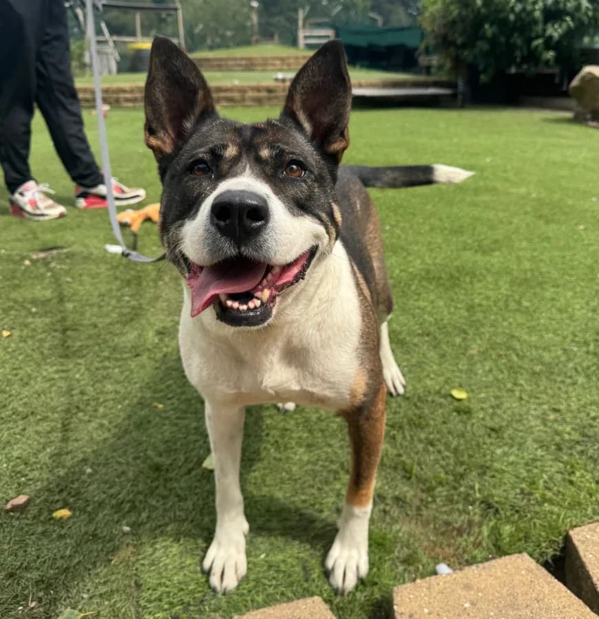 Mia — Staffordshire Bull Terrier Cross