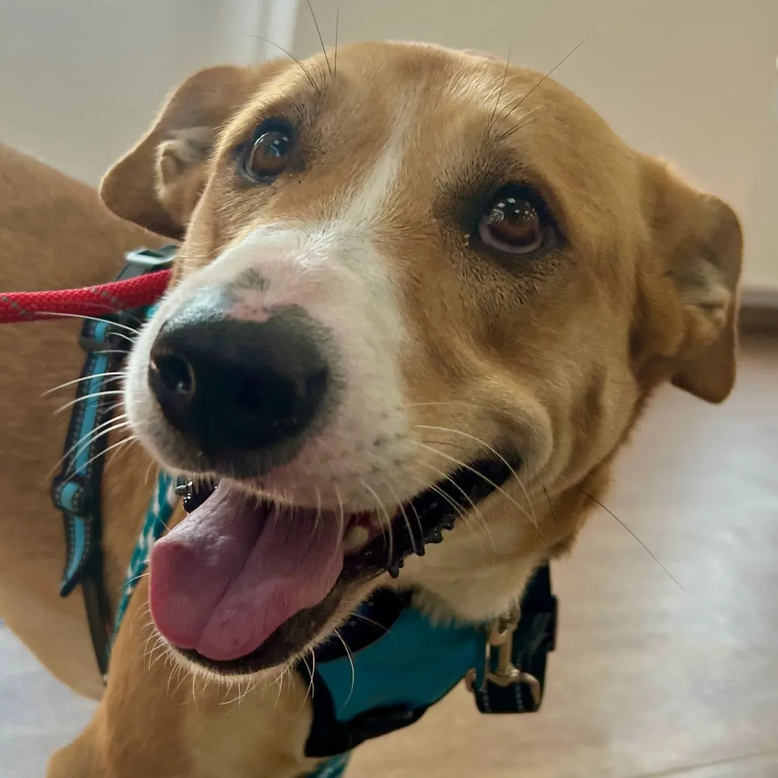 Miracle — Mixed Breed